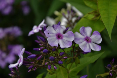 DSC_6112-Phlox-BlaubeerSahne-Mittags.jpg