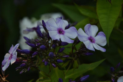 DSC_6148.JPG