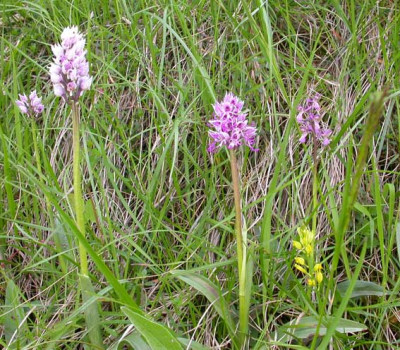 Italien_Orchideen.jpg