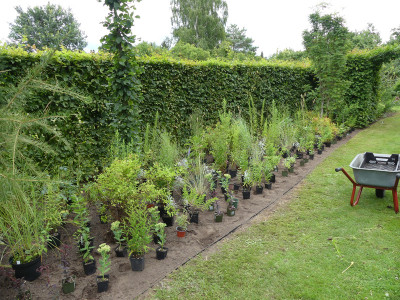 2021-08-08 Garteneinblick 5.jpg