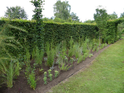 2021-08-08 Garteneinblick 9.jpg