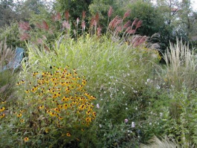 Miscanthus_Gaura_Rudbeckia.jpg
