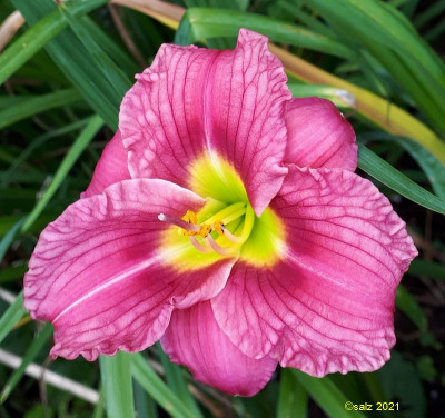 Rose of Spanish Harlem 2021a.jpg