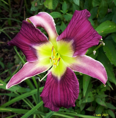 Orchid Night 2021.jpg