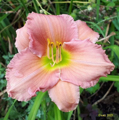 Spaetes Rosa 2021.jpg