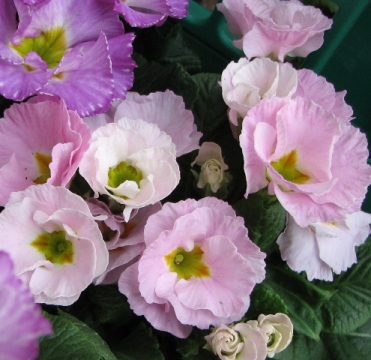 IMG_7526_Primel_rosa_75_k.JPG