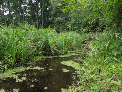 Wasser_im_Sumpfgarten.jpg