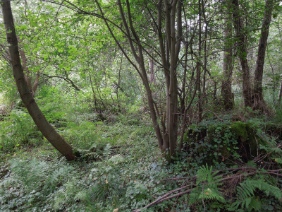 Sumpfwald.jpg