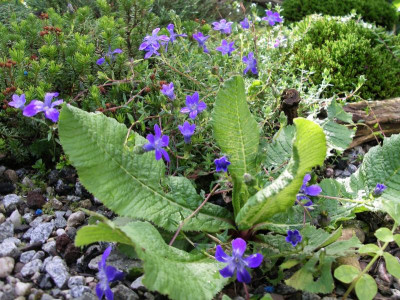 Cyananthus microphyllus 09.05.21.JPG