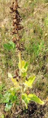 Screenshot_20210809-125110_PlantNet.jpg