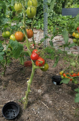 Tomate_Dach.jpg