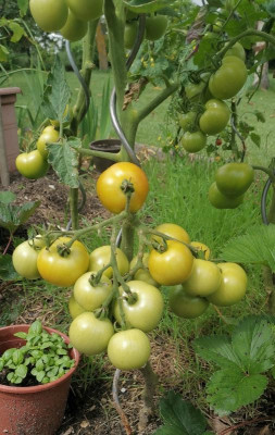 Tomate_Freiland2.jpg