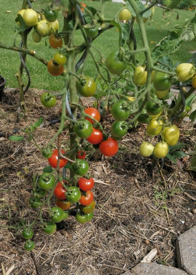 Tomate_Freiland.jpg