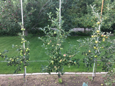 Äpfel 210808.JPG