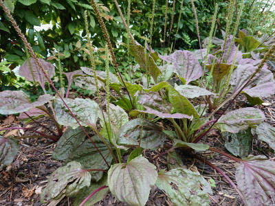 Plantago.JPG