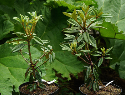 rhodo_arboreum.jpg
