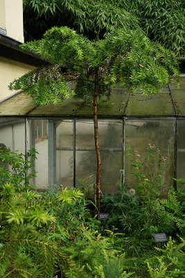 bunya1.jpg
