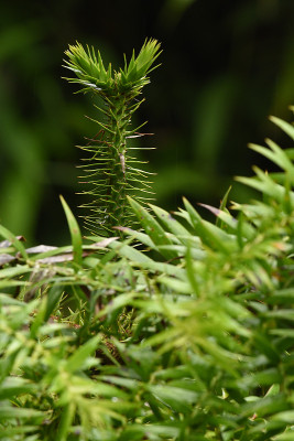 bunya_top.jpg