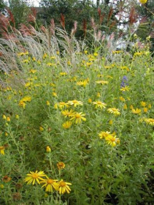 Miscanthus_Chrysopsis.jpg