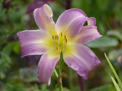 Berleyer Blauer Chiffonschal.JPG