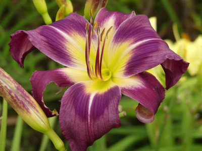 Purple Corn Dancer x Heavenly Angel Ice.JPG