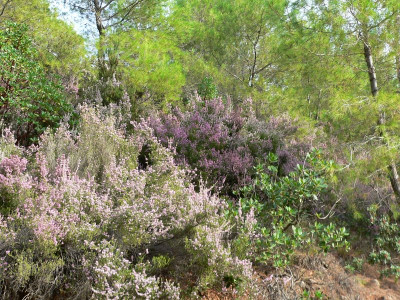 Blühende Heide.jpg
