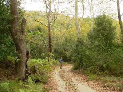 Platanenwald.JPG