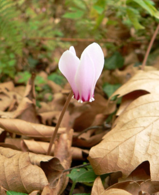 Cyclamen.jpg