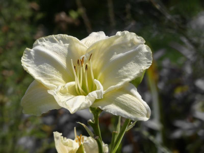 White Temptation.jpg
