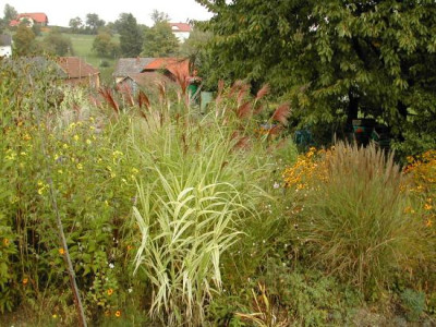 Miscanthus_Ubersicht.jpg