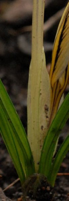 Crocus_imperati-Basis-465-klein.jpg