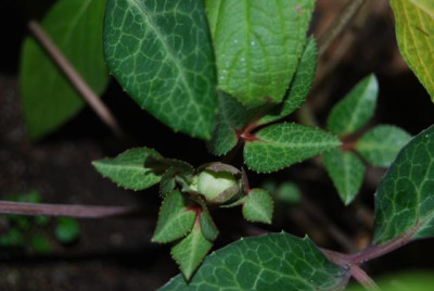 H.sternii_01.08.jpg