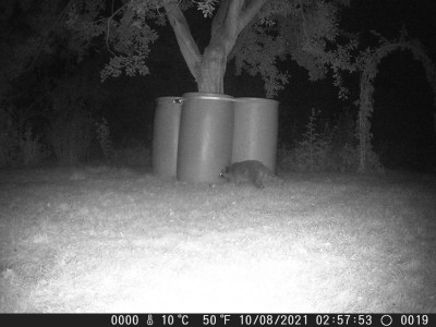 Waschbär DSCF0019.JPG