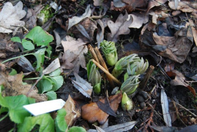h._purpurascens_Austrieb.jpg