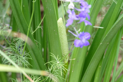 Kniphofia_uvaria_Nobilis_P1020817.JPG