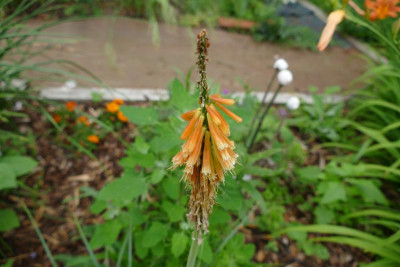 Kniphofia_Vincent_Lepage_P1020671.JPG
