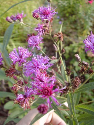 Vernonia.jpg