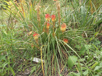 Kniphofia_Papaya_Popsicle_20200906_165338.jpg