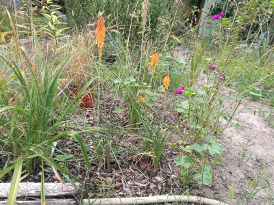 Kniphofia_gaipinii_20200906_165301.jpg