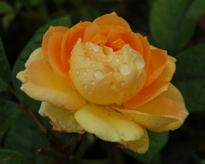Bernsteinrose_N_001400__0020.jpg