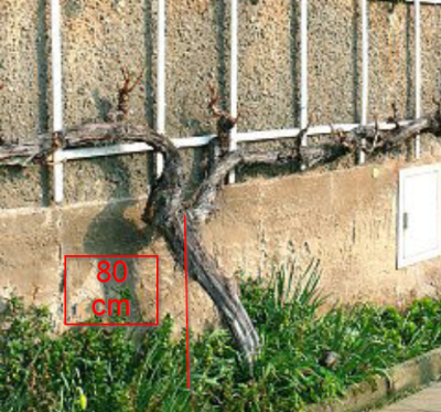 2021-08-11 12_36_19-Waagerechter Kordon Kordonschnitt Kordonerziehung bei Reben.png
