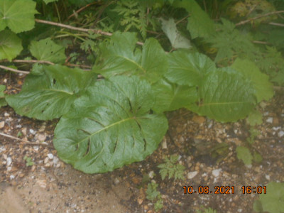 DSCN8480.jpg