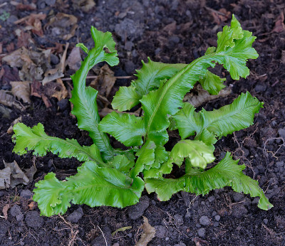 DSC_2683_DxO.jpg