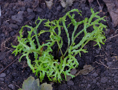 DSC_2684_DxO.jpg