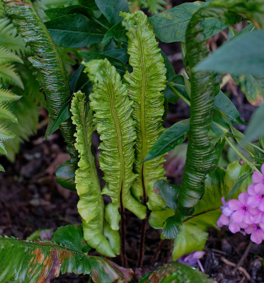 DSC_2689_DxO.jpg