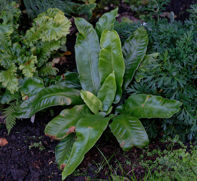 DSC_2693_DxO.jpg