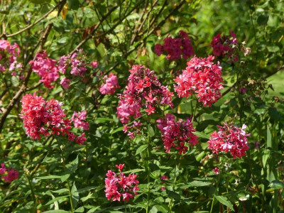 phlox cleo..jpg