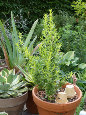 2021-08-09 Rosmarinus officinalis 'Golden Escape'.jpg