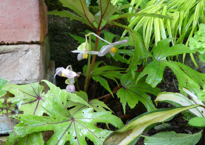2021-08-11 Begonia pedatifida 'Nervures rouges' 1.jpg