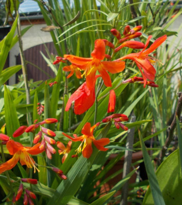 DSCN3218_Crocosmia_Carmine_Brilliant.jpg